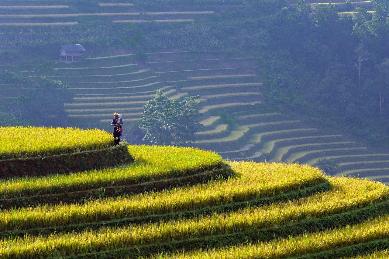 rice-terraces-9963160_1920.jpg