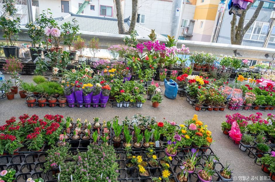 영월_영월 5일장 (7).jpg