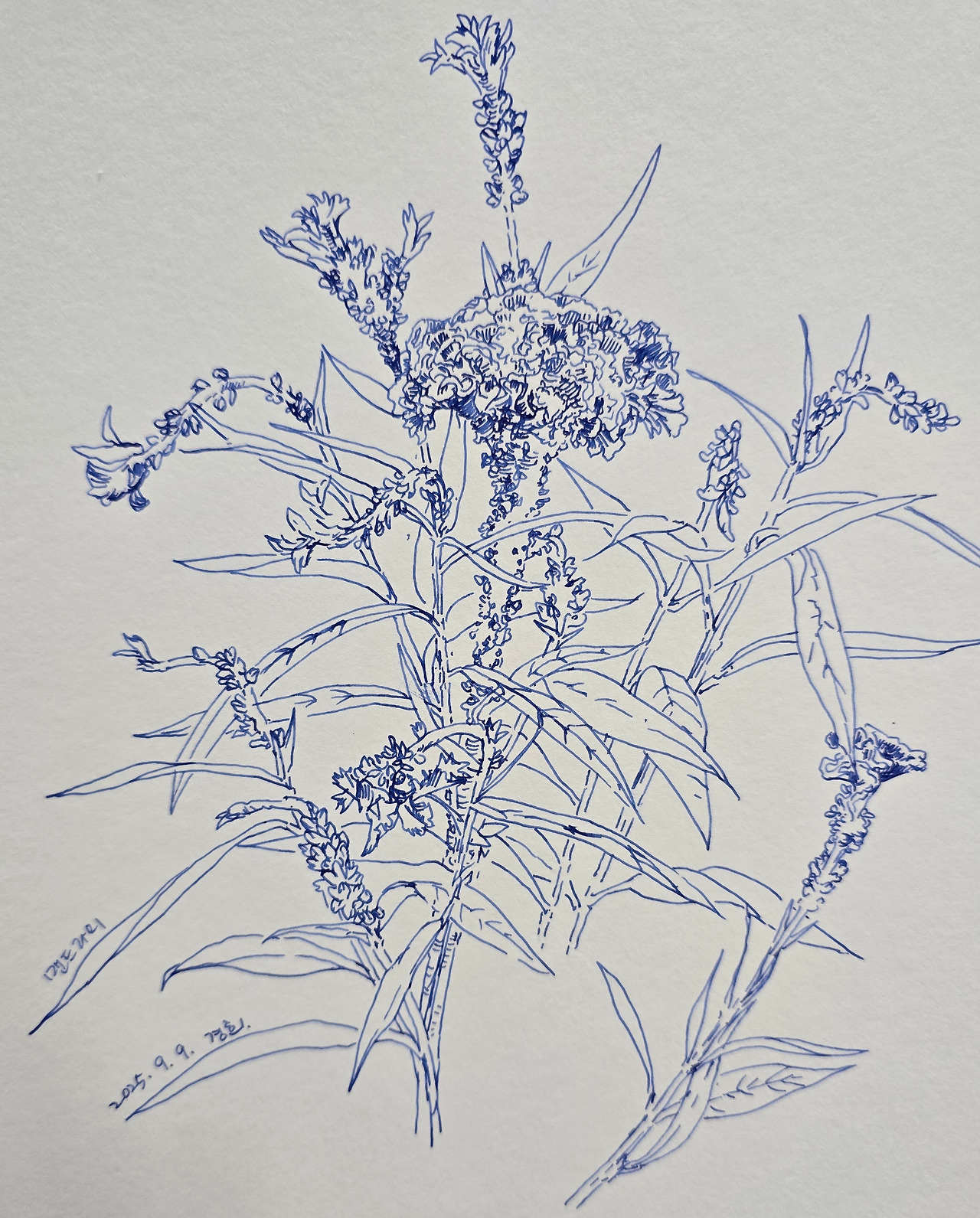 맨드라미 꽃밭.jpg