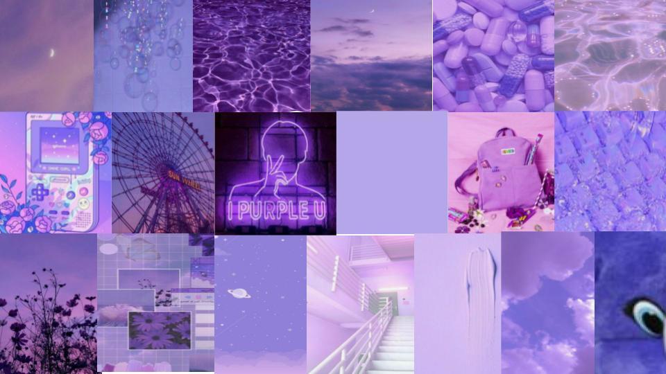 보라색채집 (2).jpg