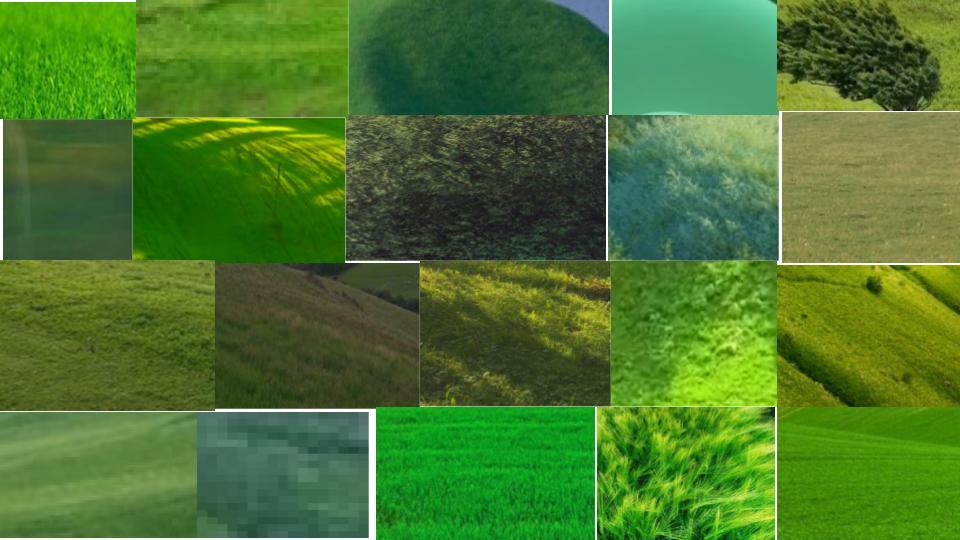 녹색채집 (1).jpg