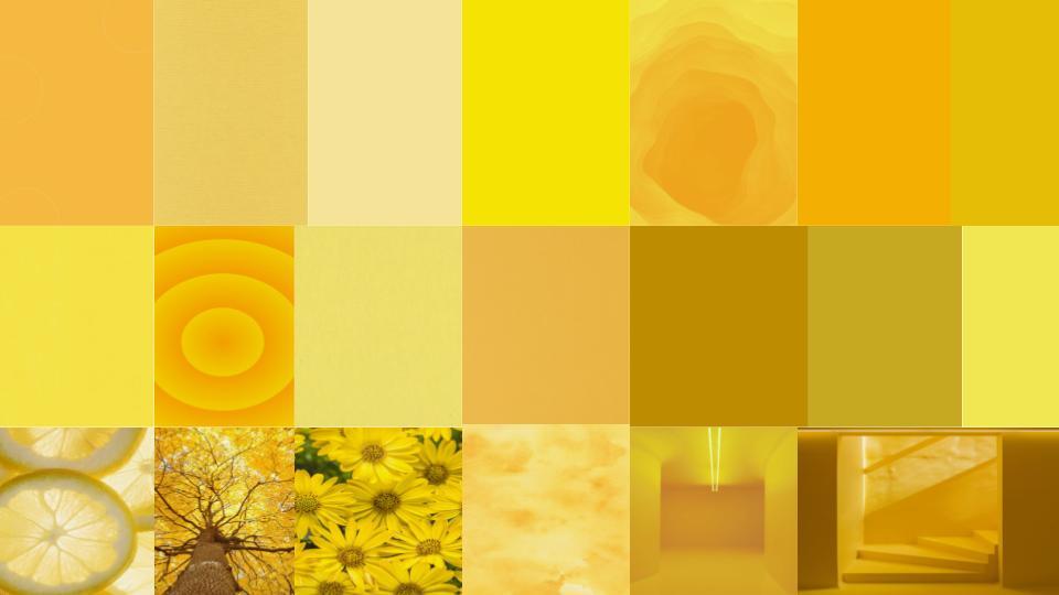 노랑색채집 (2).jpg