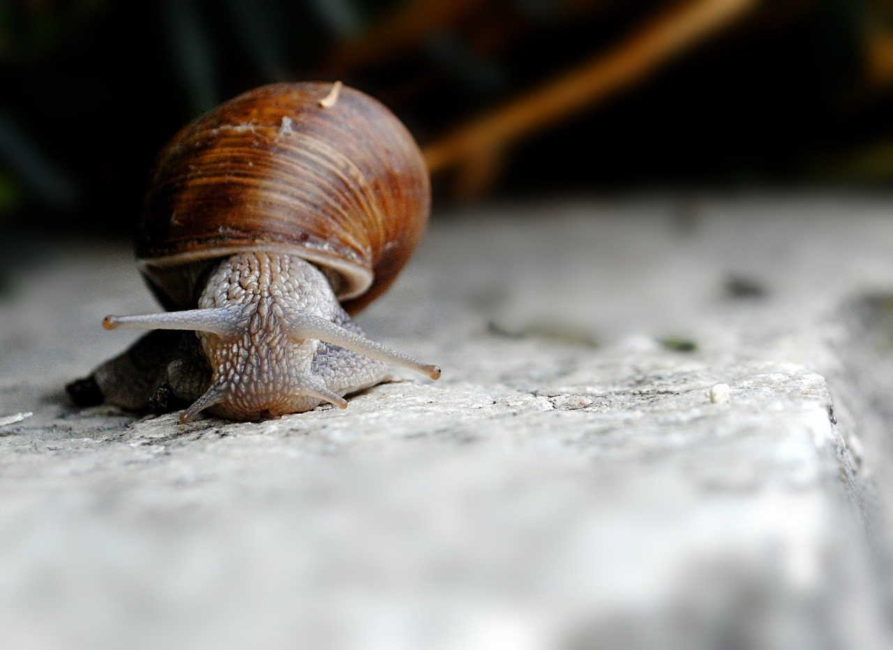 snail-1599013_1280.jpg