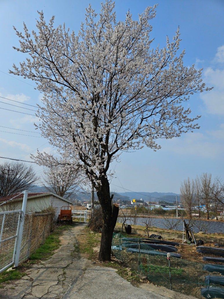 살구나무.jpg