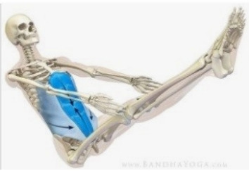 나바아사나 뼈.jpg