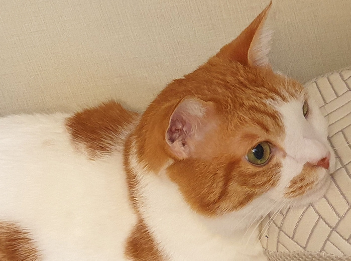 20251003 고양이집사1 .jpg