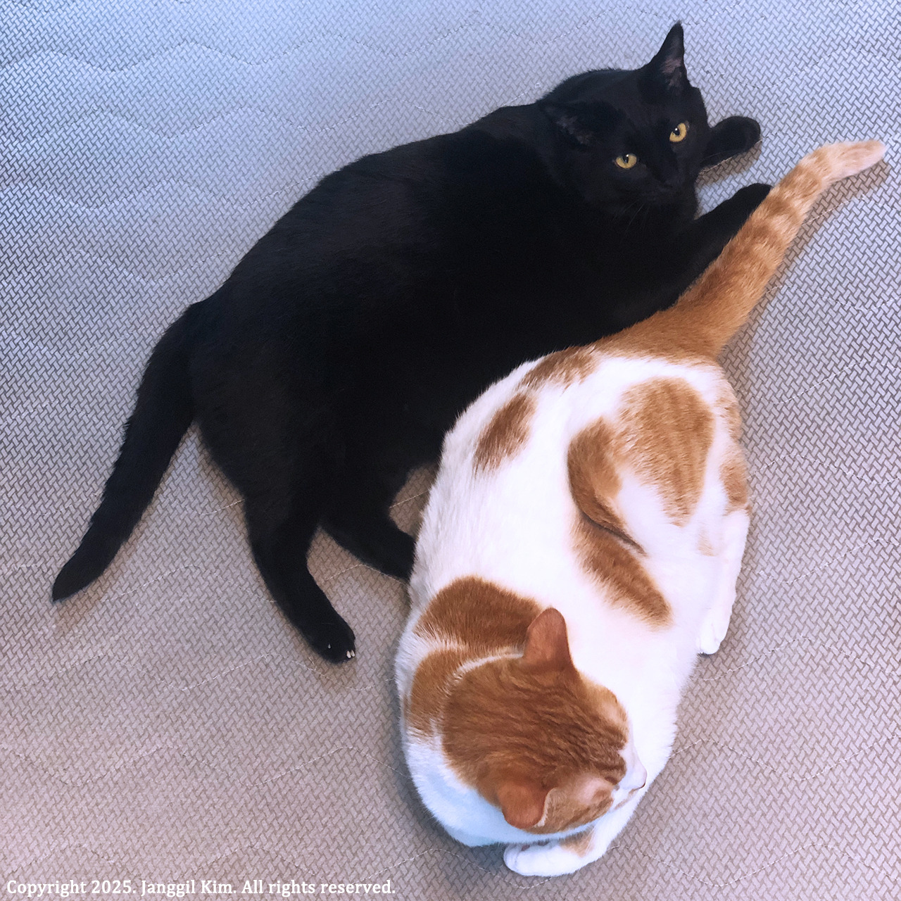20251005 고양이집사2 .jpg