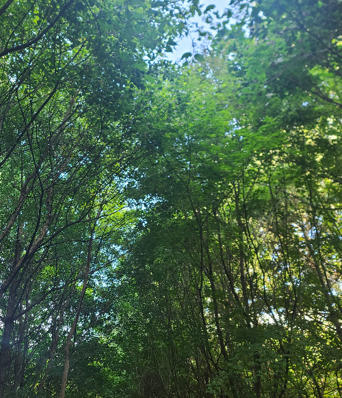 보건소 산책로 나무.jpg