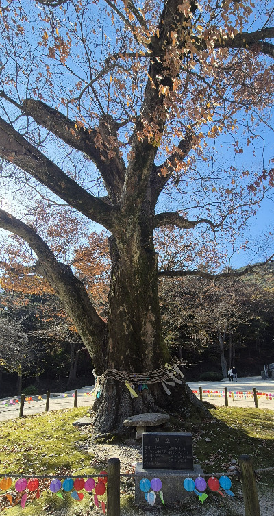 내소사 보호수.jpg