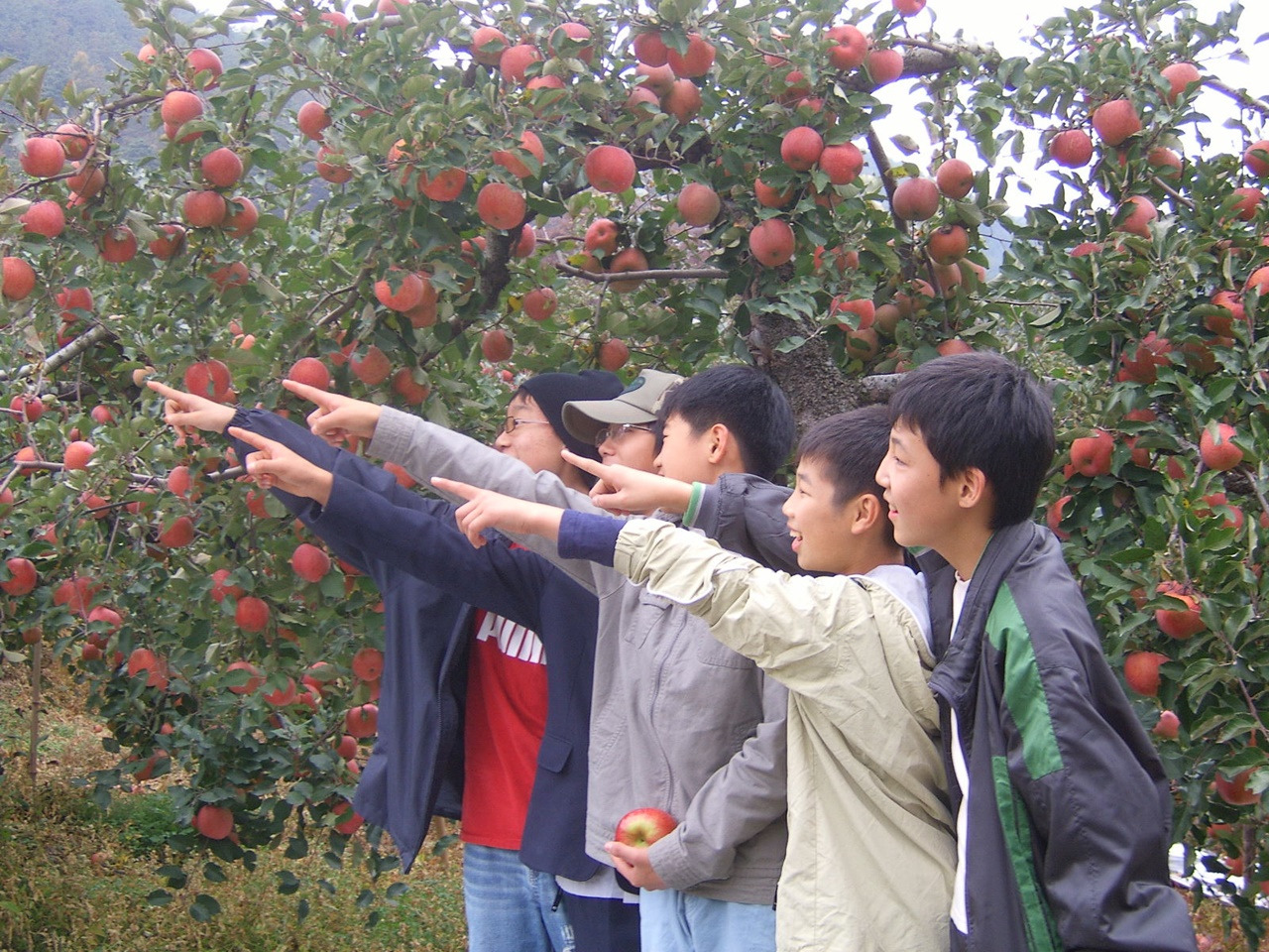 사본 -사과밭설정.jpg