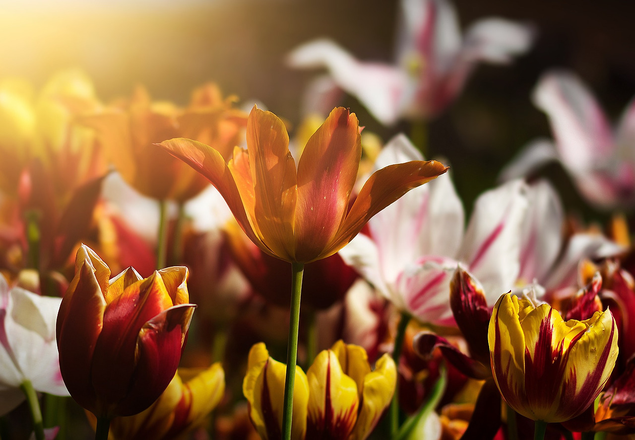 tulips-gf3e0b1443_1920.jpg