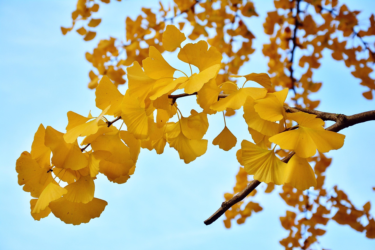 ginkgo-tree-2890516_1920.jpg
