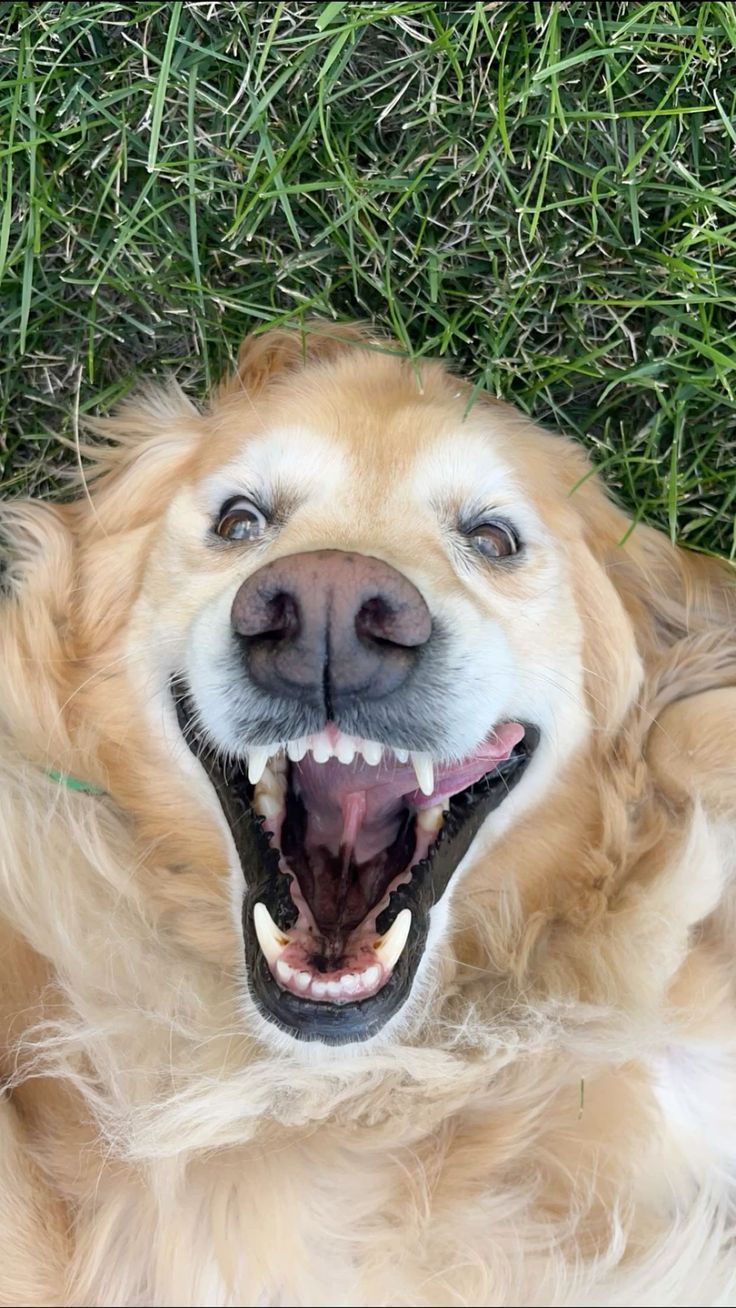 #goldenretriever #rawr.jpg