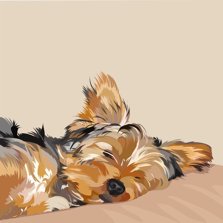 A very sleepy yorkie - digital illustration - Karyn Pitcher.jpg