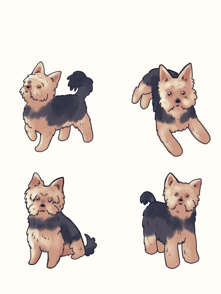 yorkshire terrier dog illustration.jpg
