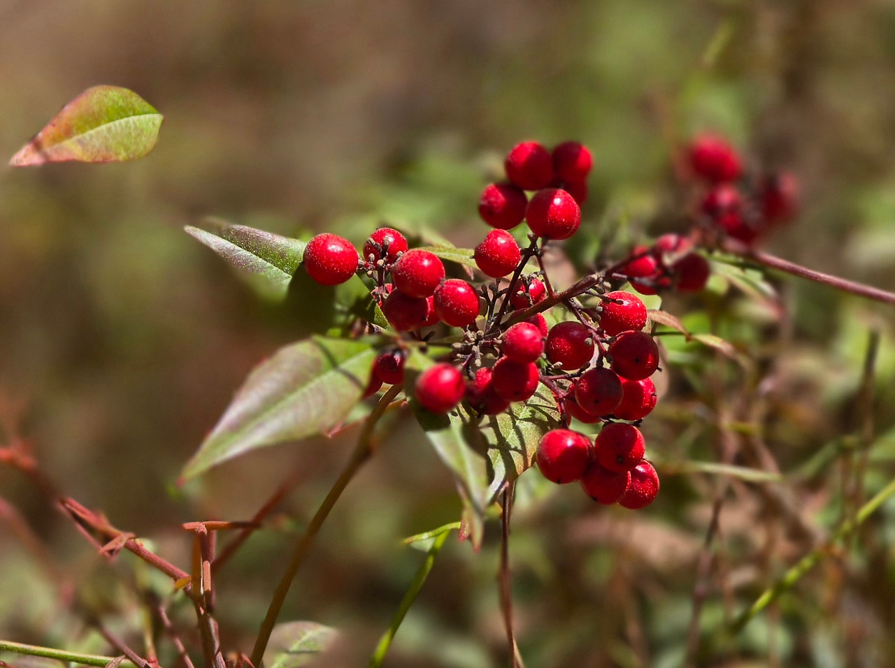 20250430_대왕암 남천열매_확대.jpg