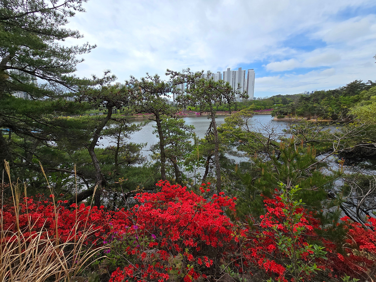 20250423_철죽과 출발점.jpg