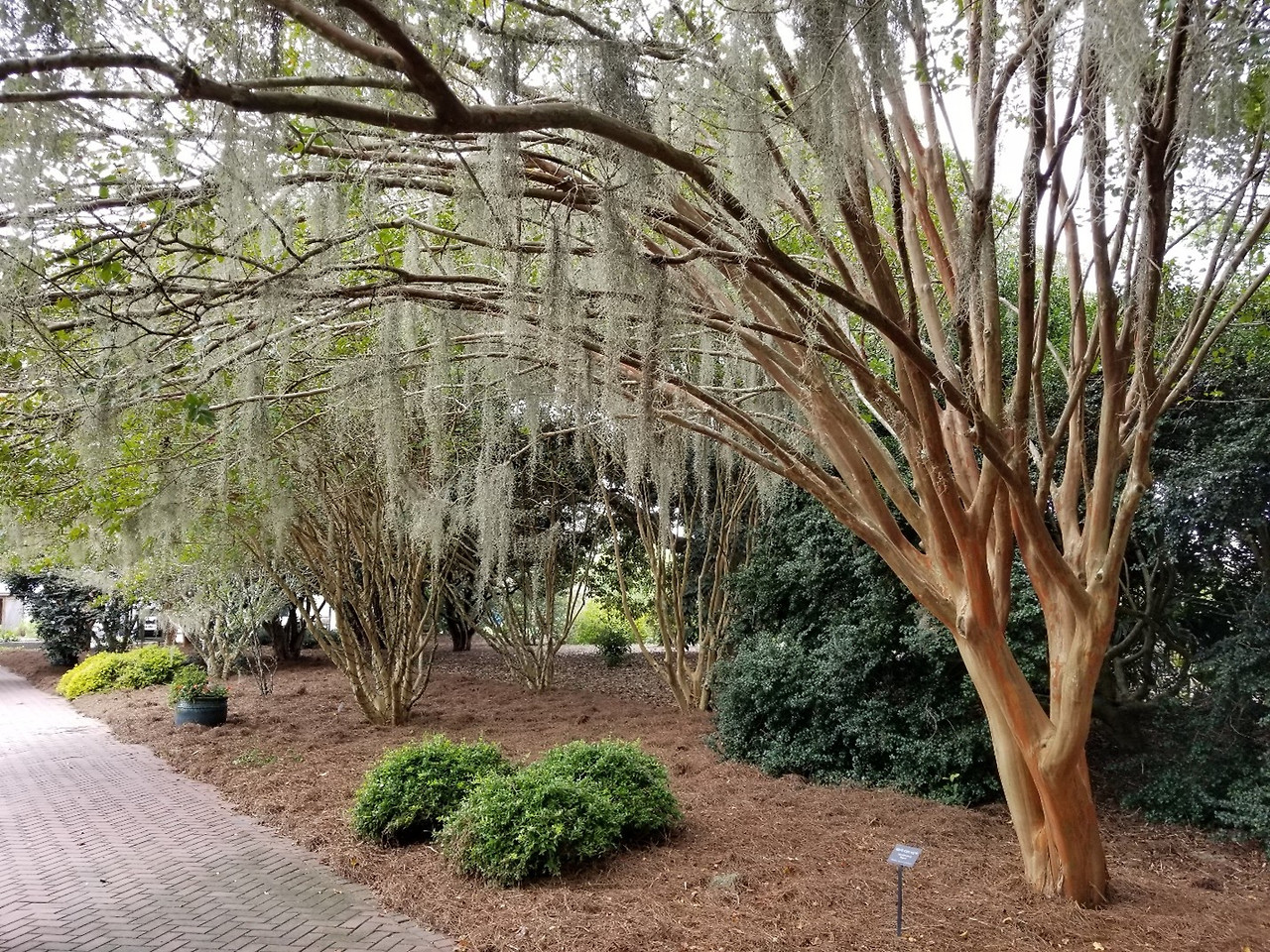 Spanish Moss.jpg