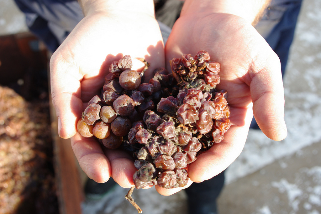 Oraniensteiner-noble-rot-botrytis-grapes.jpg