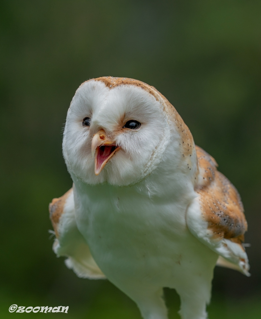 가면올빼미 (4).jpg