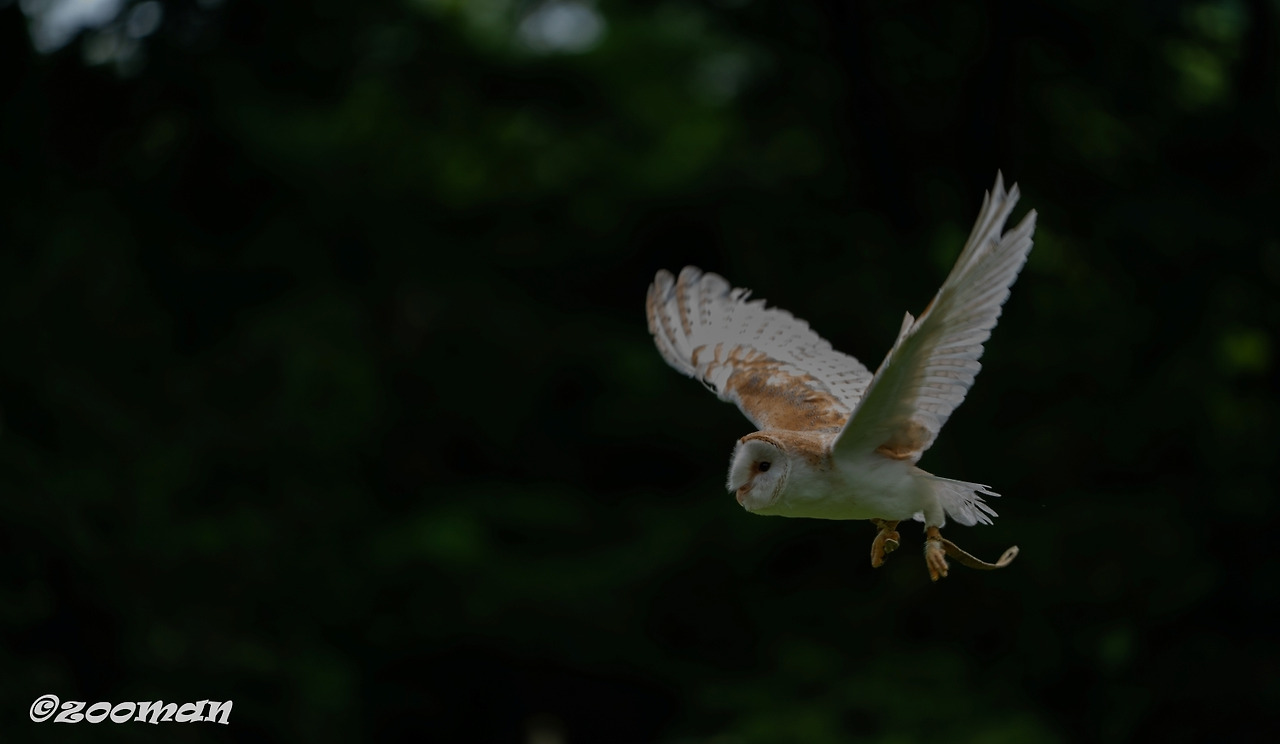 가면올빼미 (8).jpg