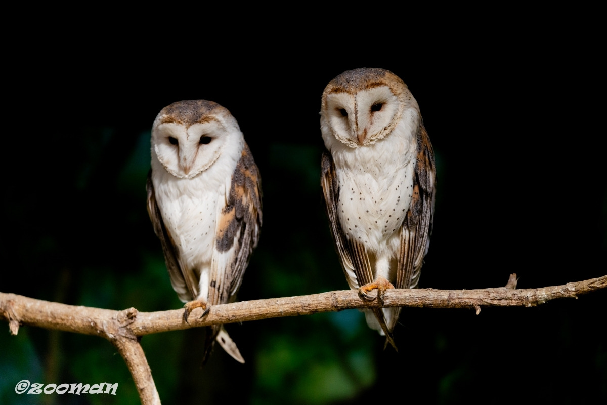 가면올빼미 (9).jpg