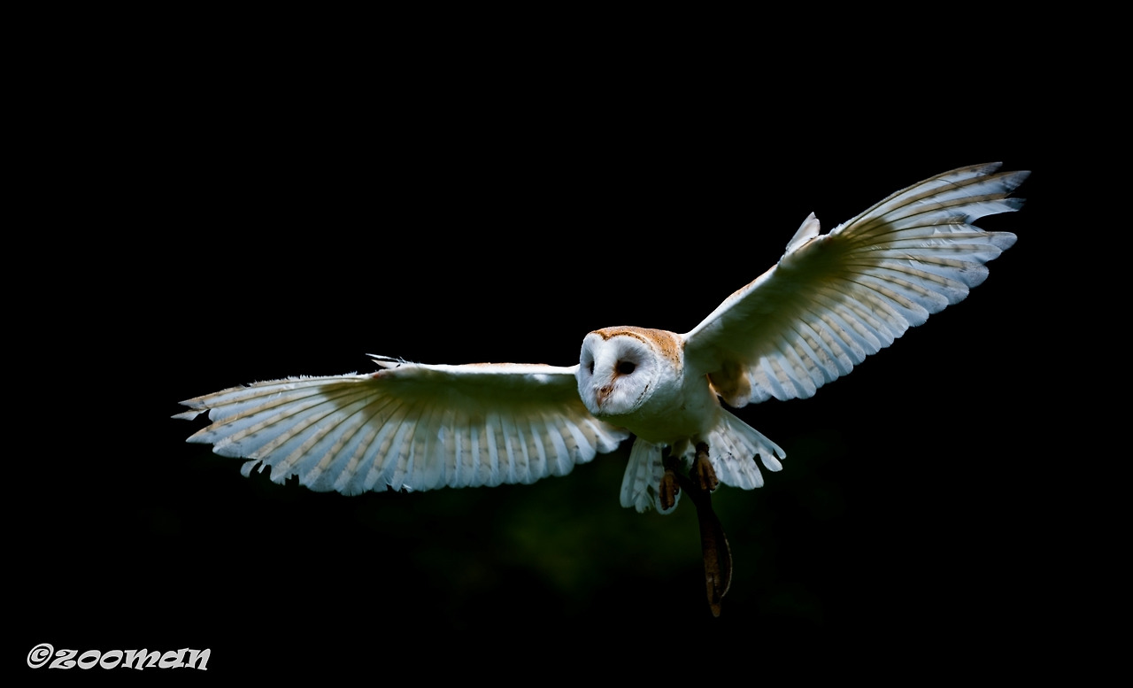 가면올빼미 (6).jpg