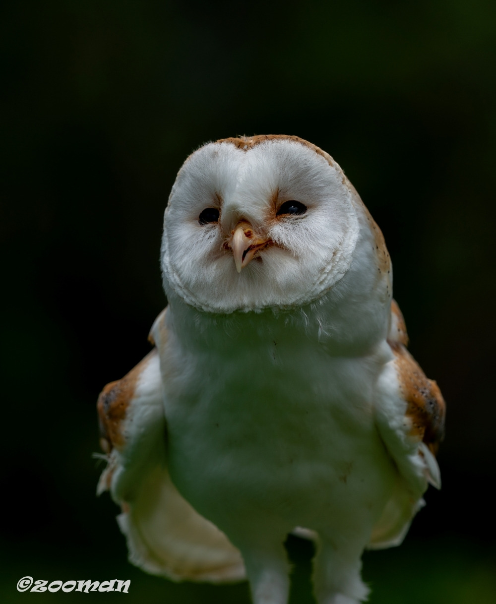 가면올빼미 (3).jpg