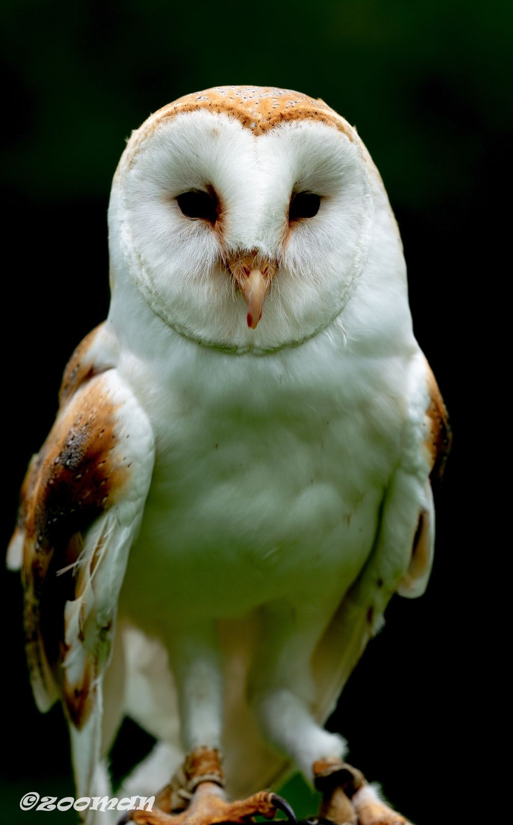 가면올빼미 (2).jpg