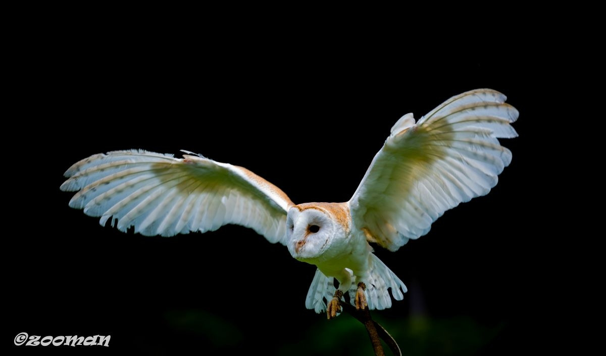 가면올빼미 (5).jpg