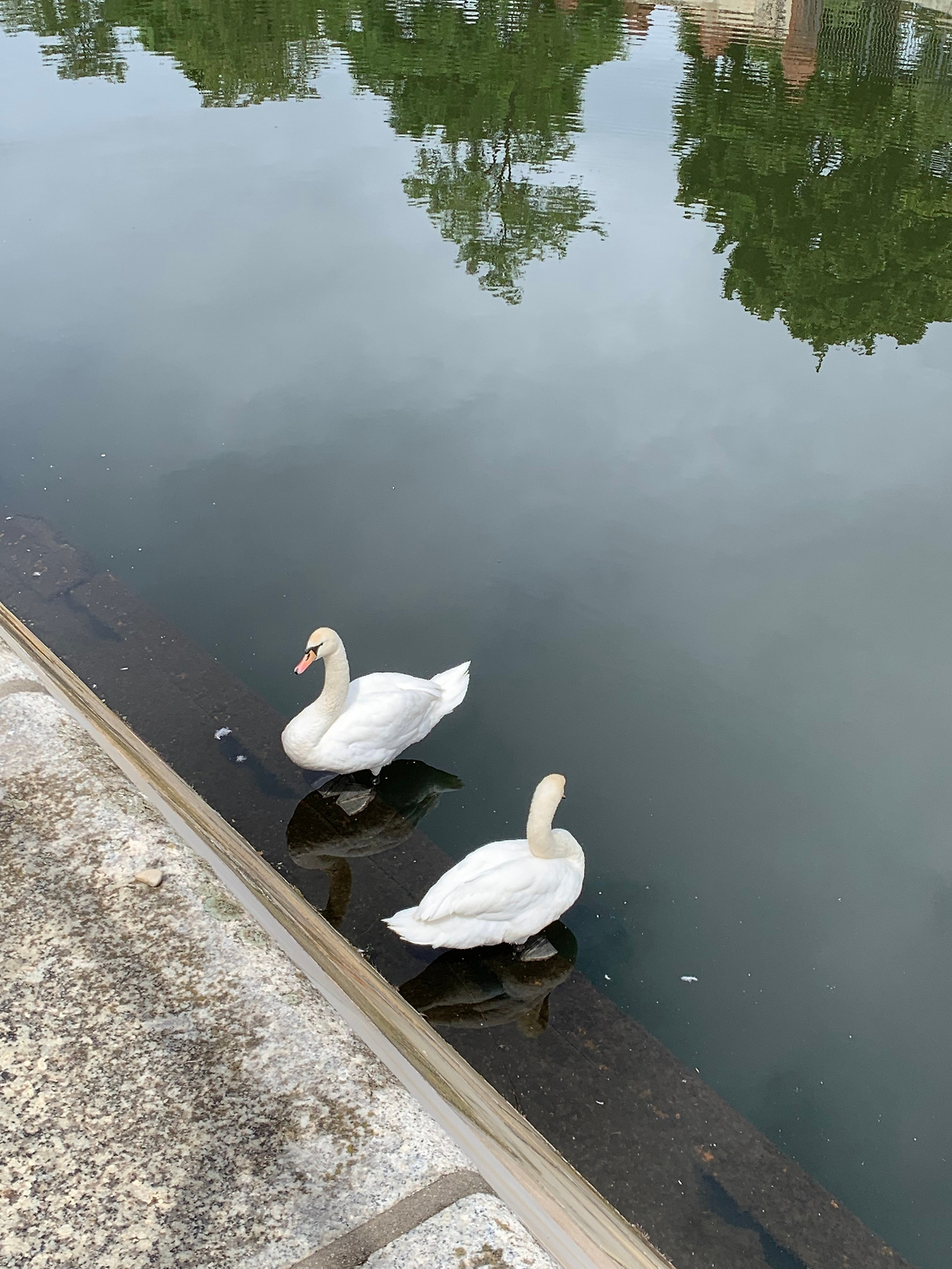 슈프레 강변의 백조(보리수).jpg