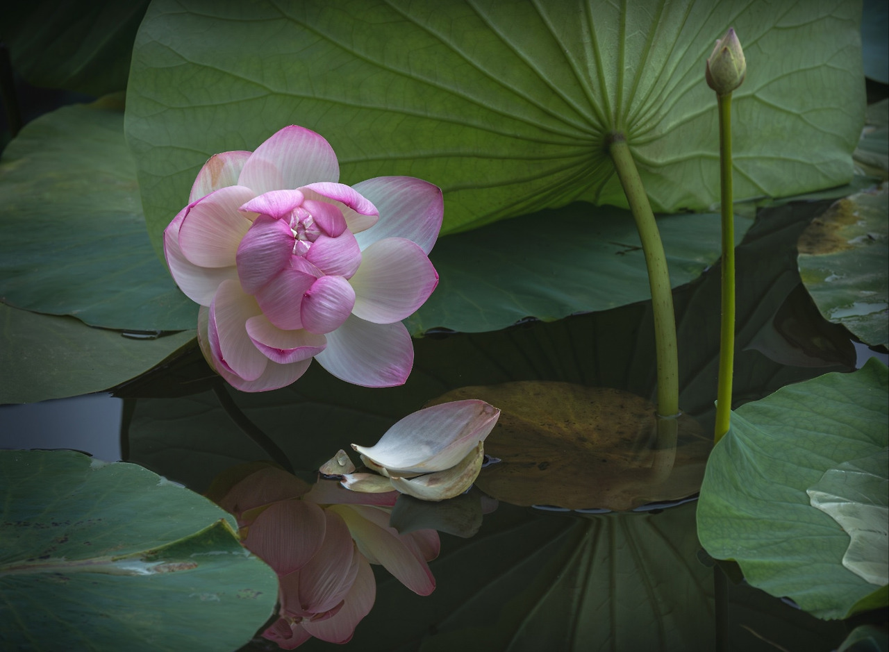 lotus-flower-reflection-in-still-water-m-003.jpg