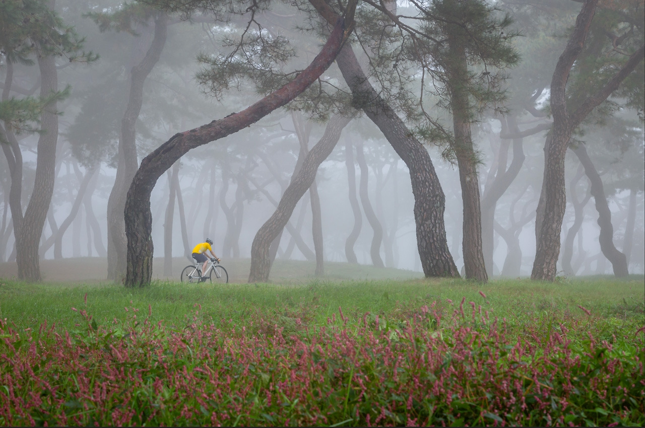 cyclist-in-foggy-pine-forest-morning-journey-m-008.jpg