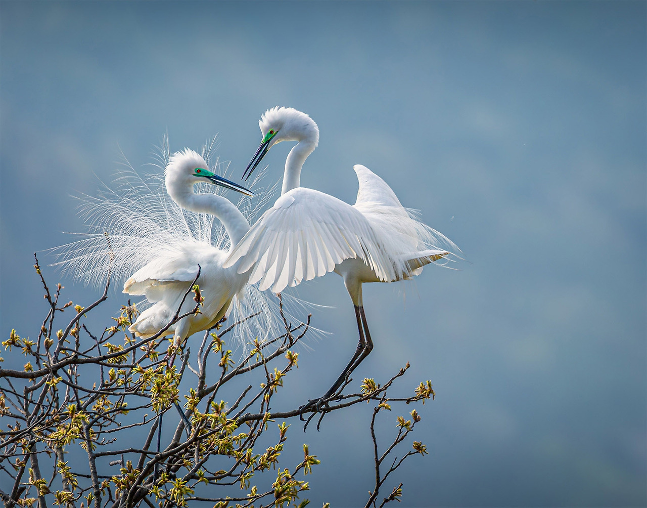 two-egrets-quiet-connection-on-branch-m-005.jpg