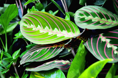 maranta-728686_1920.jpg