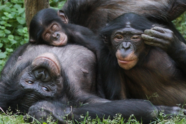 Twycross-Zoo-Welcomes-an-Addition-to-the-Bonobo-Family.jpg