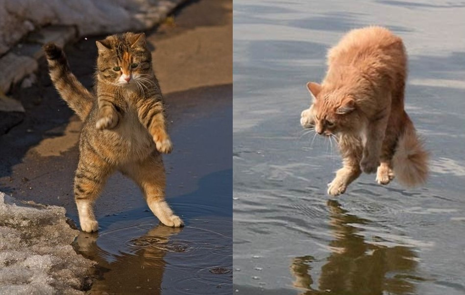 물 싫어하는 고양이3-2.jpg