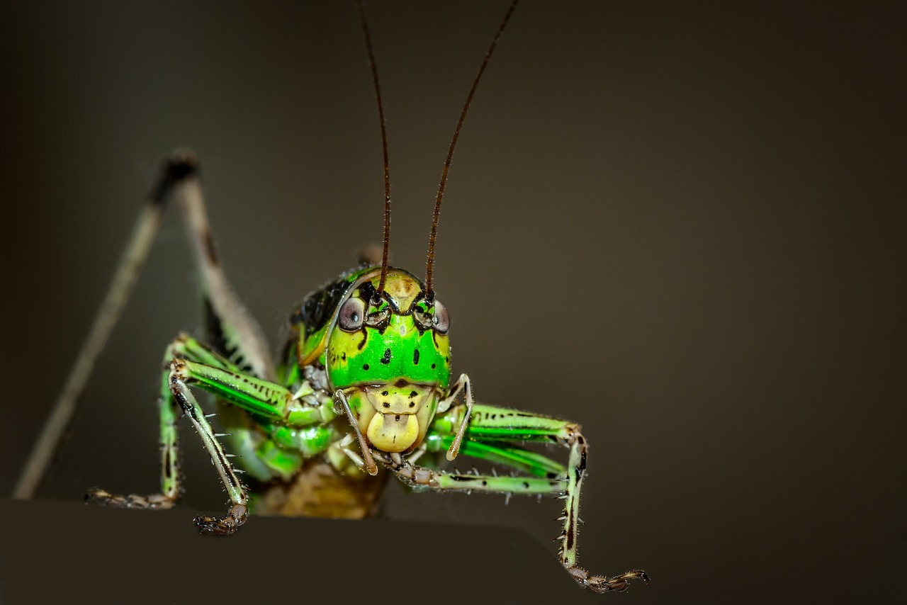 grasshopper-1533091_1280.jpg