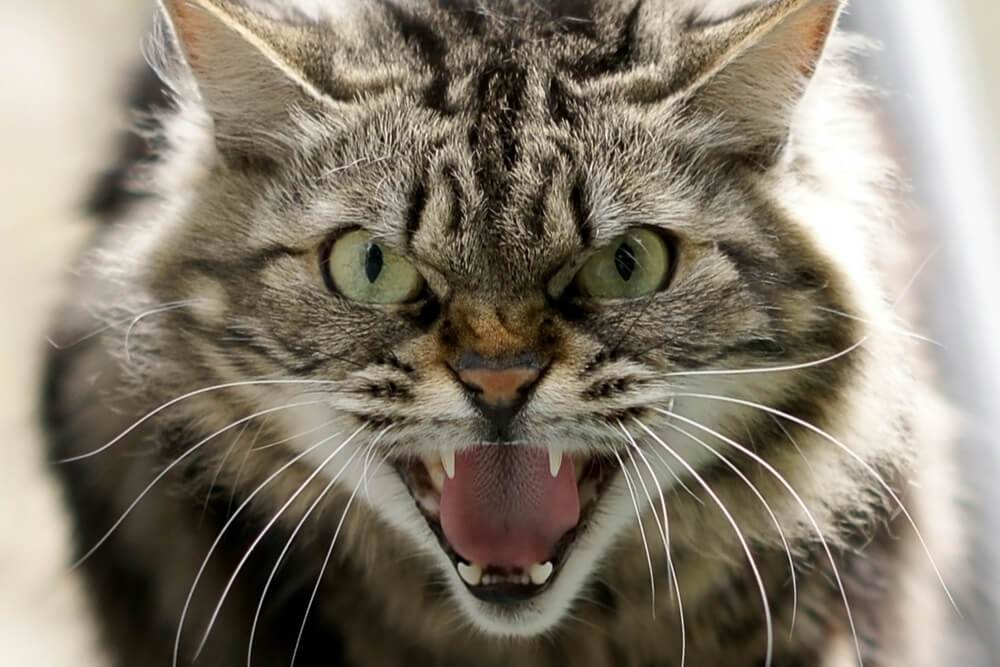 cat_hissing.jpg