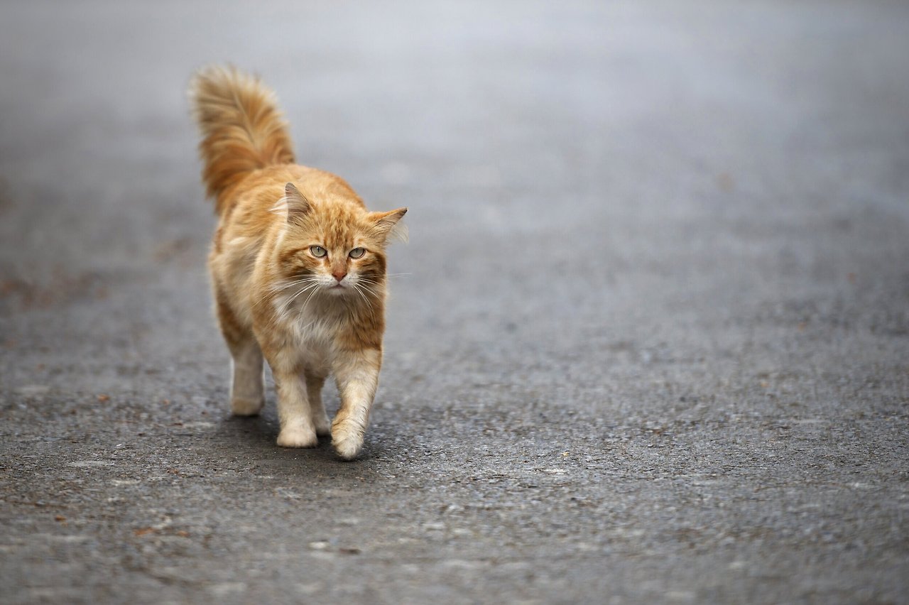 스트리트 캣.jpg