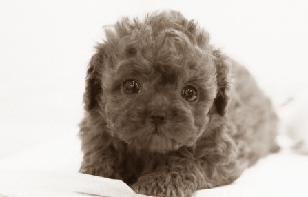 사본 -사본 -IMG_1233.jpg