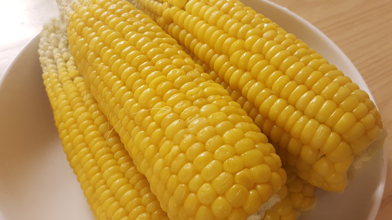 114. 초당옥수수.jpg