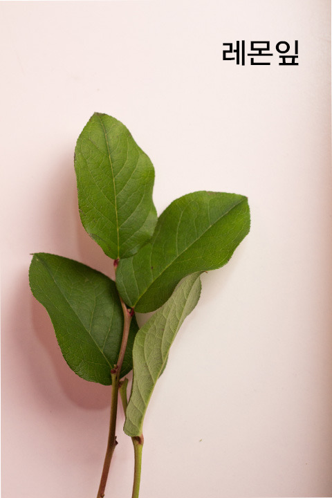 꽃-소재_레몬잎.jpg