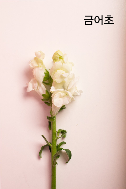 꽃-소재_금어초.jpg