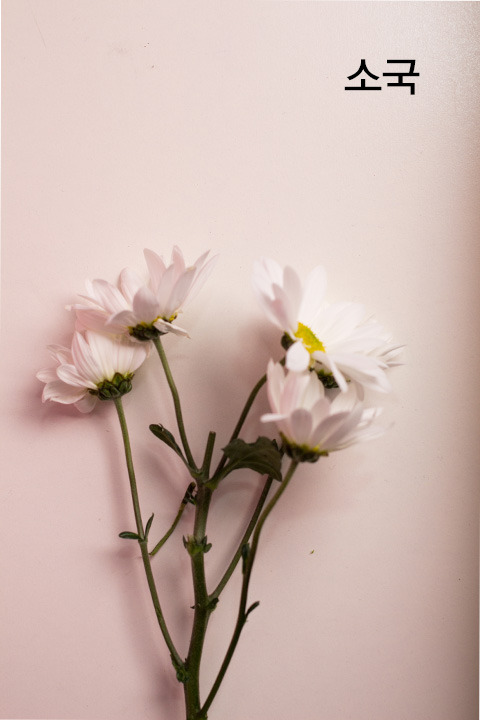 꽃-소재_소국.jpg
