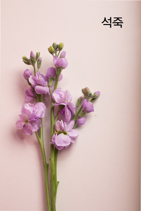 꽃-소재_석죽.jpg