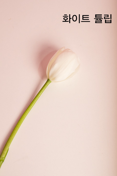 꽃-소재_화이트튤립.jpg