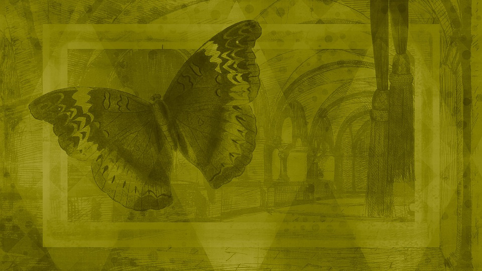 butterfly-7708287_960_720.jpg
