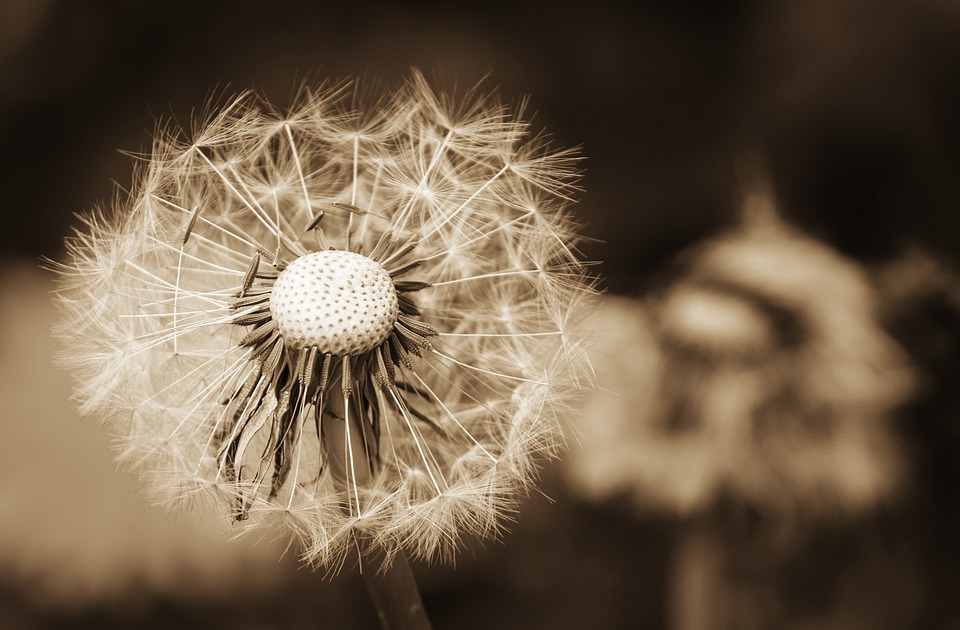 dandelion-4217446_960_720.jpg