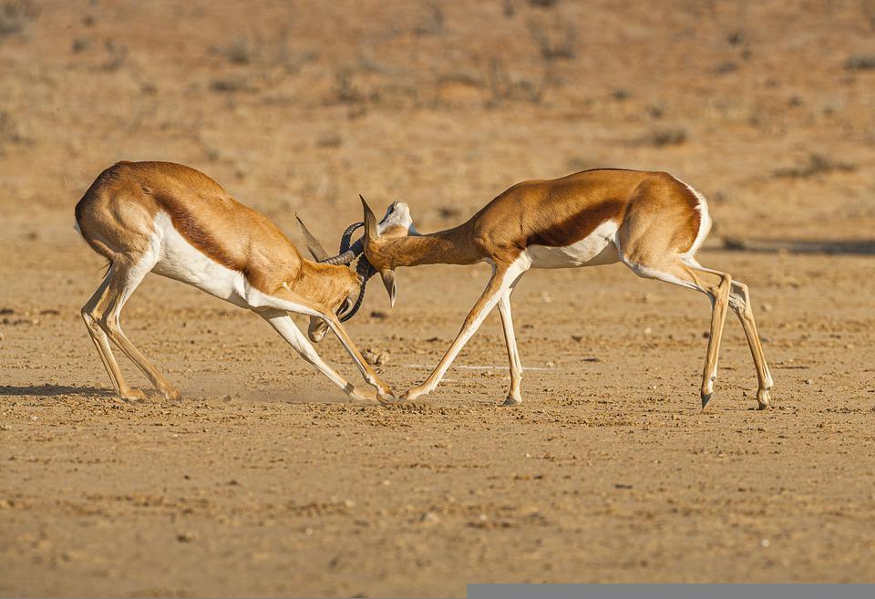 springbok-5891080_960_720.jpg